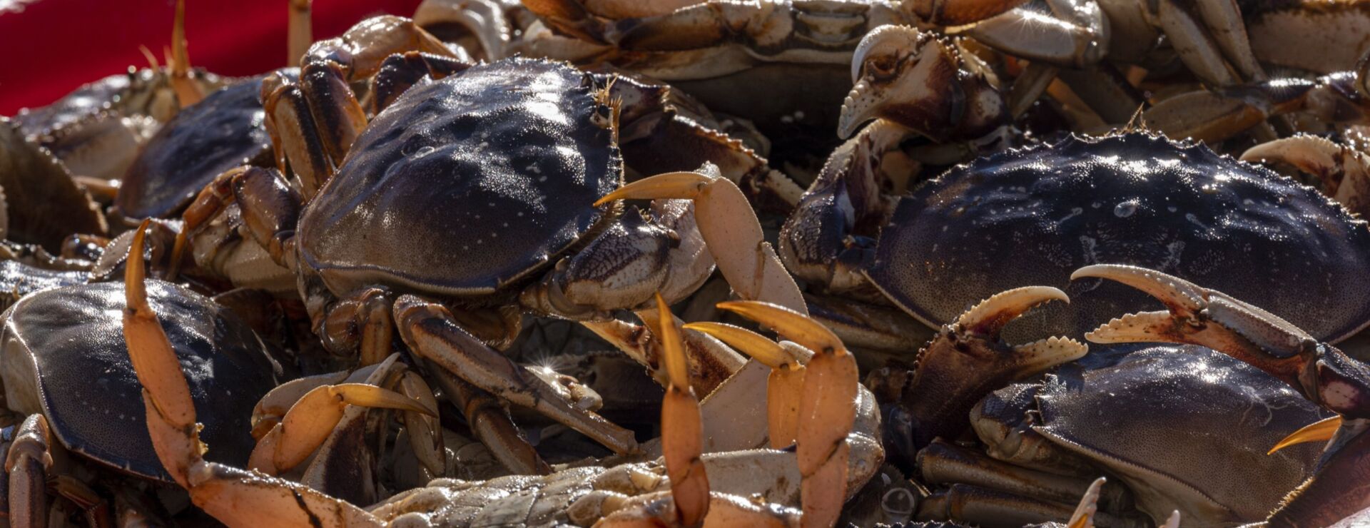 Pacific Seafood Allegedly Suppressed Price Paid to Crabbers